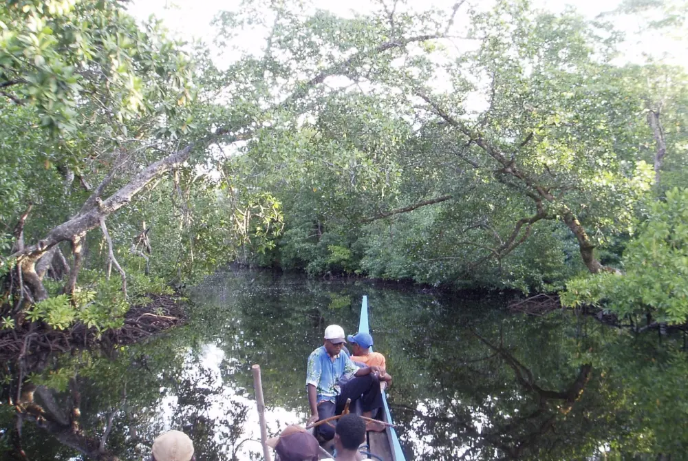 Mangrove bos - stichting Rajori